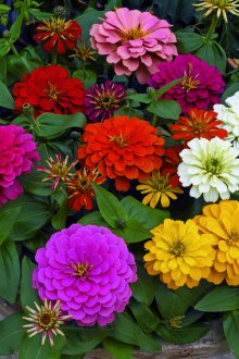 Канела в страната