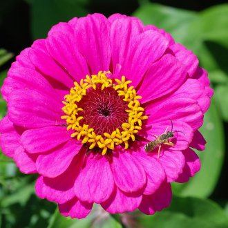 Chinia елегантен