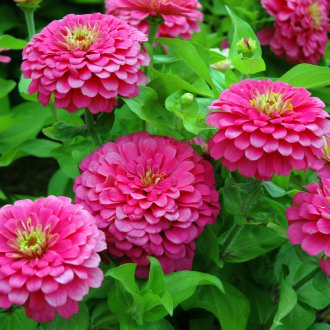 Циния далия