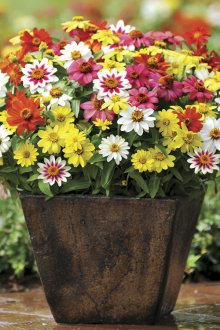 Хибридна циния