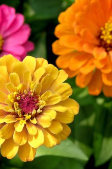 Елегантна зиния