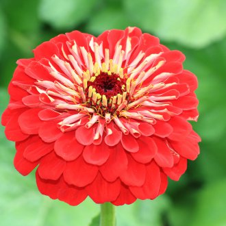 Червена циния