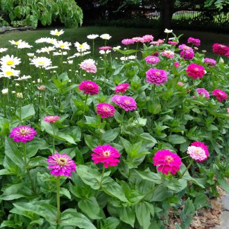 Кралица лавандула на кралицата