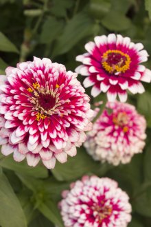 Циния Магелан