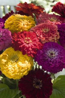 Многогодишна циния