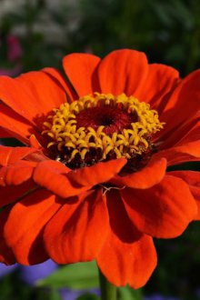 Циния недооценена