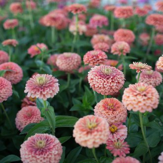 Циния Соломонова Роза