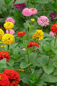 Грижа за канела