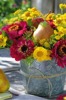 Отглеждане на циния