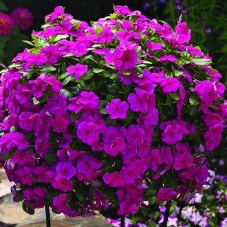 Ампула Катарантус