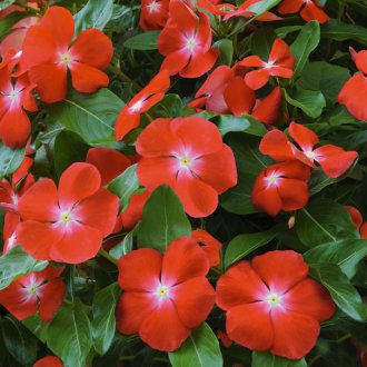 Катарантус хибрид