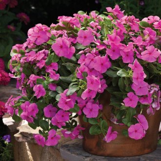 Катарантус в саксия