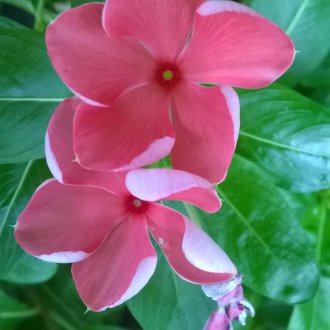 Катарантус грозде