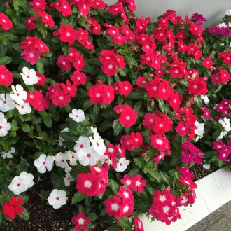 Катарантус Ледено розово