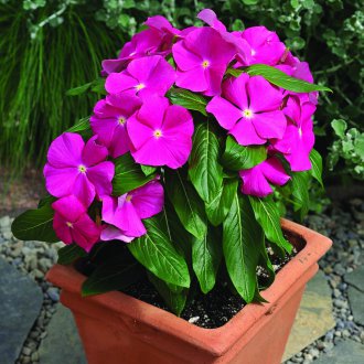 Кората на катарантус розова