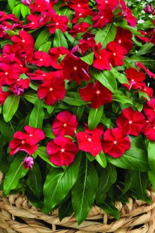 Катарантус червен