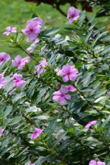 Катахантус храст