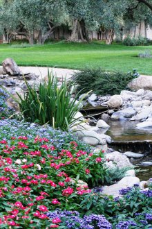 Катарантус в ландшафтен дизайн