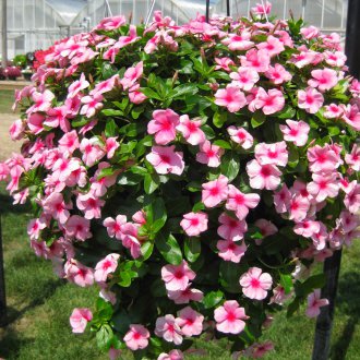 Катарантус във висяща саксия