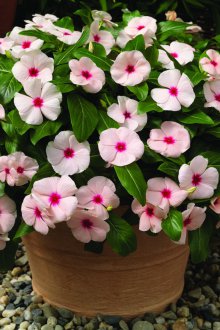 Кацаранта за кацане