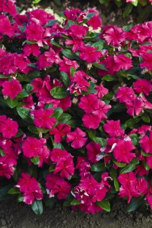 Катарантус в градината