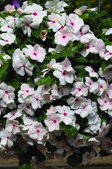 Грижа за катарантус