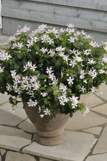 Катаранска вечер