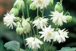 Aquilegia White