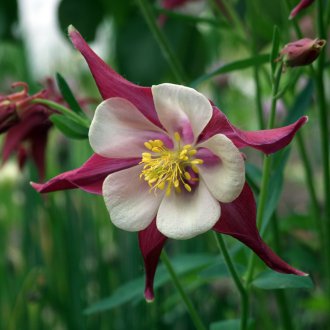  Цъфтяща аквилегия