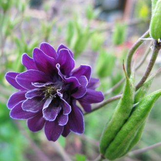 Aquilegia Violet