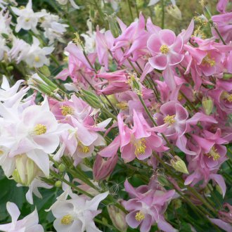 Аквилегия на Колумбия