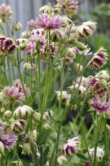 Aquilegia Nora Barlow