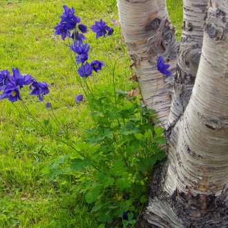 Градина Aquilegia