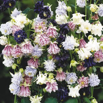 Кулата Аквилегия