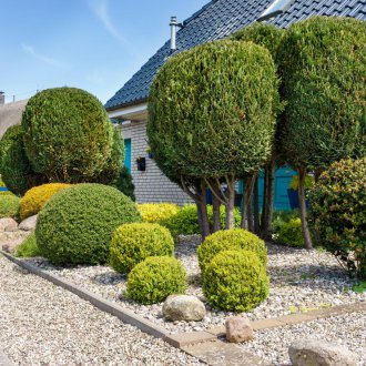 Дървета в озеленяването