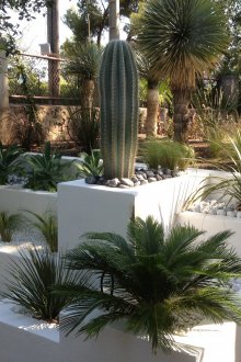 Озеленяване на сайт с кактус