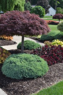 Озеленяване с храсти