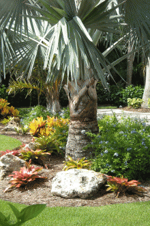 Озеленяване с палма