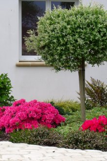 Легло с азалия в страната