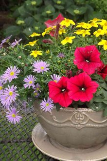 Цветно легло от чаша в страната