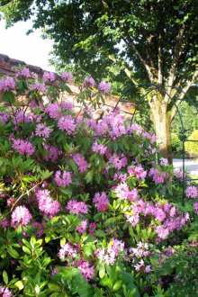 Цветно легло на вилата