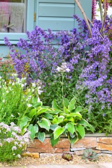 Цветно легло от лилави цветя в страната