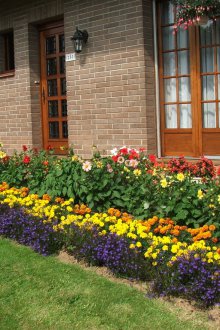 Цвете на многогодишни цветя в страната