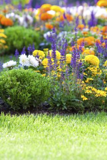 Цветна леха ниско в страната