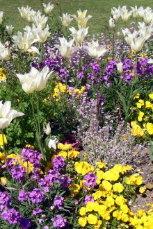 Цветно легло от едногодишни цветя в страната