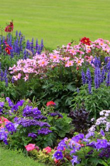 Цветно легло директно в страната