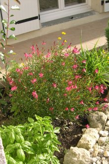 Цветно легло ъглово в страната