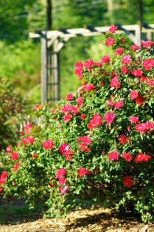 정원에 꽃이 만발한 부시