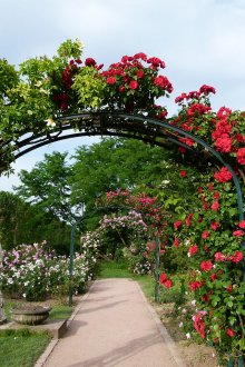 Ландшафтна арка от рози