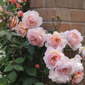 Чайни рози в озеленяването